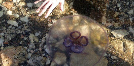 Беломорская медуза